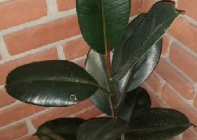 Ficus Elastica Burgundy Rubro – Foto da Muda, Como Cuidar