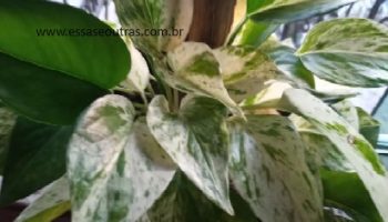 Jiboia Branca Marble Queen ou Variegata – Muda e Como Cuidar