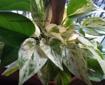 Jiboia Branca Marble Queen ou Variegata – Muda e Como Cuidar