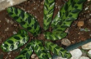 Onde Plantar Maranta – Como Cuidar das Calateias e Solo