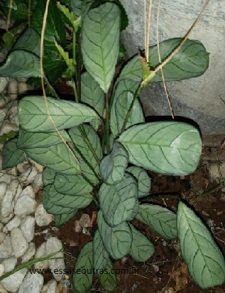 muda-de-maranta-cinza-
