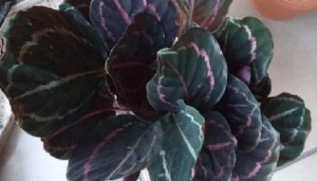 Maranta Rubi – Calathea Rubi – Planta Rezadeira – Cuidados