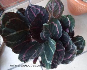 Maranta Rubi – Calathea Rubi – Planta Rezadeira – Cuidados