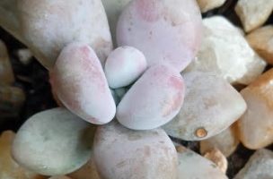 Pachyphytum Amethystinum Rose – Foto da Muda, Sol e Rega