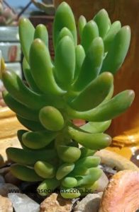 suculenta-sedum-alice-evans-