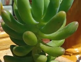 Sedum Alice Evans – Foto da Muda, Origem e Cuidados