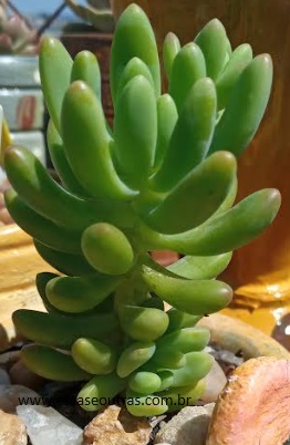 suculenta-sedum-alice-evans-