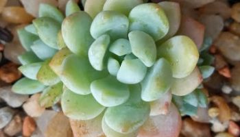 Sedum Aurora Blue – Suculenta Roseta Pequena Colorida, Cuidados