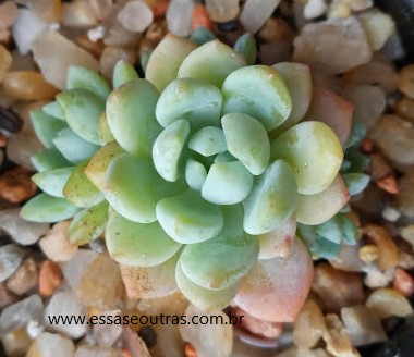sedum-aurora-blue-foto-da-muda-