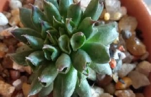 Sempervivum Oddity – Cuidar Suculenta Corneta e Evitar Perda
