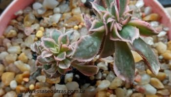 Aeonium Sunburst Cristata – Foto da Muda e Cuidados Suculenta