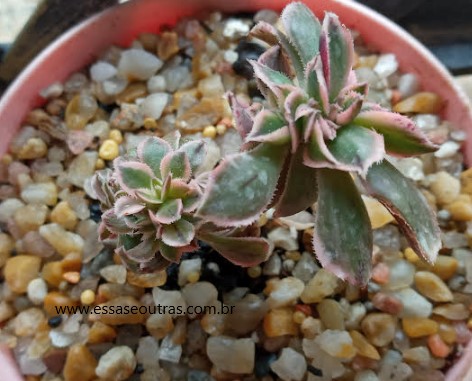 aeonium-sunburst-cristata-muda-