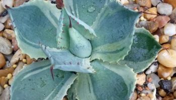 Agave Tradewinds Variegata Foto da Muda Cuidar da Suculenta