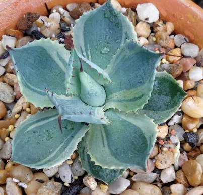 muda-da-agave-tradewinds-variegata