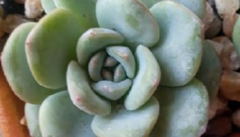 Echeveria Amabile Foto da Suculenta, Como Cuidar e Fazer Muda