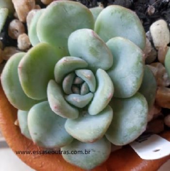 Echeveria Amabile Foto da Suculenta, Como Cuidar e Fazer Muda