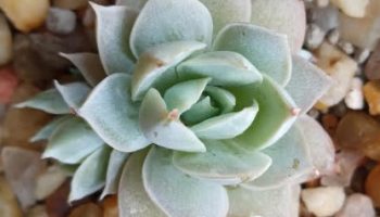 Sedeveria Blue Lotus – Suculenta em Colônia, Muda e Cuidados