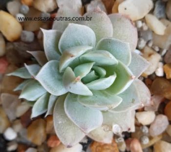 Sedeveria Blue Lotus – Suculenta em Colônia, Muda e Cuidados