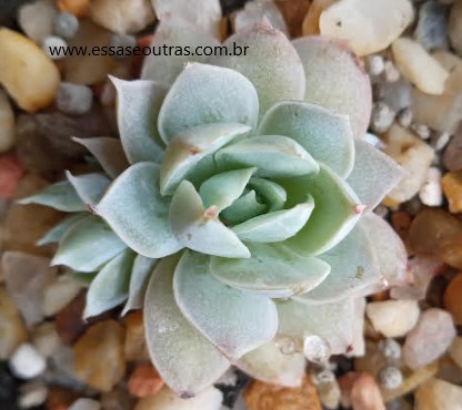 foto-da-muda-da-sedeveria-blue-lotus-