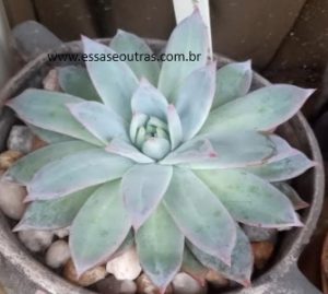suculenta-echeveria-colorata-brandtii-