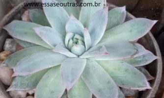 Suculenta Echeveria Colorata Brandtti – Foto da Muda e origem