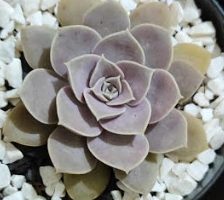 Echeveria Diffractens Foto da Muda, Origem, Cuidados Suculenta