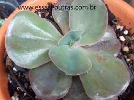 Echeveria Mandala Rosa – Foto da Muda, Doenças e Pragas