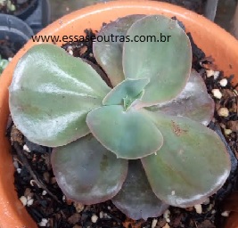 suculenta-echeveria-mandala-rosa-muda-