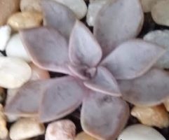 Echeveria Rodolfi – Foto da Muda, Floração, Rega, Tempo de Sol
