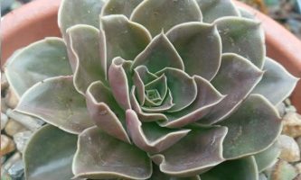 Echeveria Rubra ou Brown Sugar – Foto da Muda e Cuidados