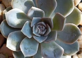 Echeveria Tynie Burger – Foto da Muda da Suculenta Hibrida