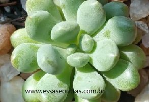 Echeveria Blue Father ou Sedum – Foto da Muda e Cuidados