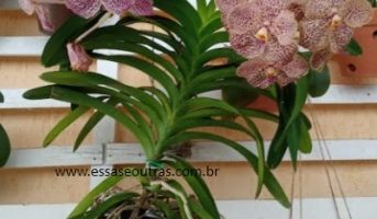 Orquídea Vanda –  Replantar e Fazer Muda com Brotação e Corte