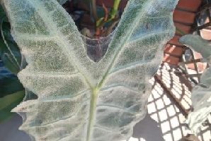 Folhas cheias de Teias formadas por Ácaros – Como Tratar