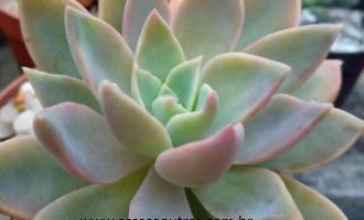 Graptoveria Walterlily – Suculenta Hibrida  com Roseta Estrela