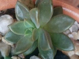 Graptosedum California Sunset – Foto da Muda, Cuidar da Suculenta