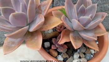 Graptoveria Fred Yves – Origem da Suculenta Arvoreta e Cristata