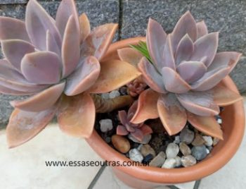 Graptoveria Fred Yves – Origem da Suculenta Arvoreta e Cristata