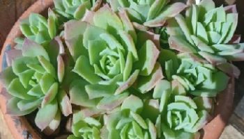 Graptoveria Jadeita – Suculenta Hibrida de Echeveria e Graptopetalum