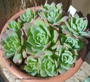 Graptoveria Jadeita – Suculenta Hibrida de Echeveria e Graptopetalum
