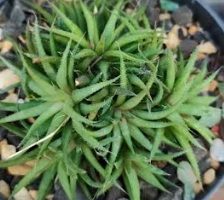 Haworthia Chloracantha , Mini Haworthia – Como Cuidar e Muda 