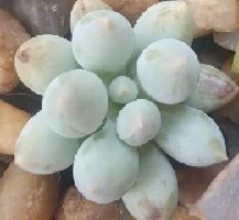 Baby Finger – Pachyphytum Rzedowskii – Foto da Muda e Cuidados