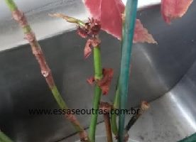 Planta com Nematoides Salvar Begônia Maculata Suculenta
