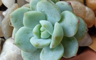 Sedeveria Pudge – Suculenta de Coleção, Muda e Cuidados