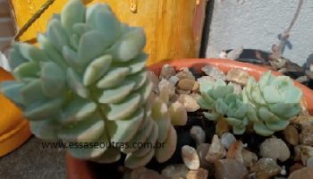 Sedeveria Spring Jade – Primavera Jade – Muda e Cuidados