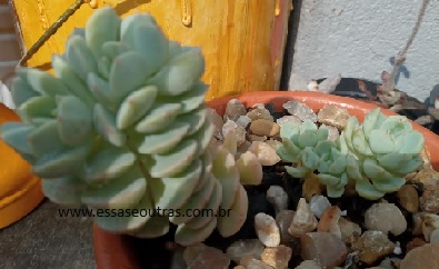 foto-da-muda-sedeveria-spring-jade-