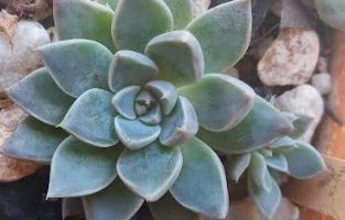 Graptoveria Winds of Change – Foto da Muda e Informações