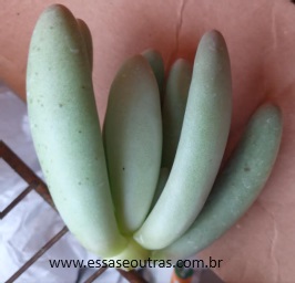 decapitação-do-pachyphytum-fittkaui-