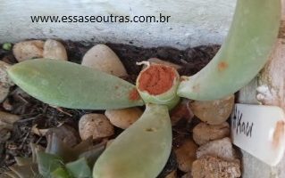 Como Fazer Muda do Pachyphytum Fittkaui Folha ou Decapitação