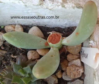 pachyphytum-decapitado-para-fazer-muda-